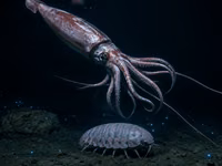 Abyssal Giants: Why Deep-Sea Animals Grow Huge